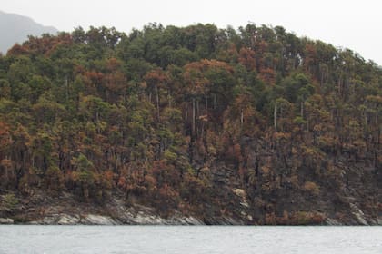 Durante los incendios del verano 2026 la Isla Grande del Lago Menéndez también se vio afectada jutno con la rana de los alerces