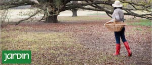 La sabia fórmula que aplican las plantas en invierno para sobrevivir