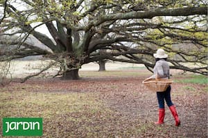 La sabia fórmula que aplican las plantas en invierno para sobrevivir
