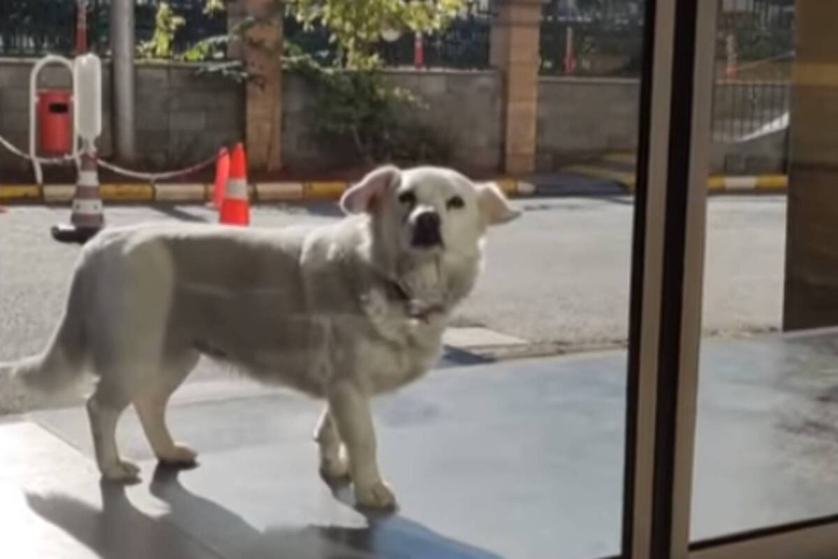 Durante los seis días que su humano estuvo internado, la perrita fue a verlo todos los días