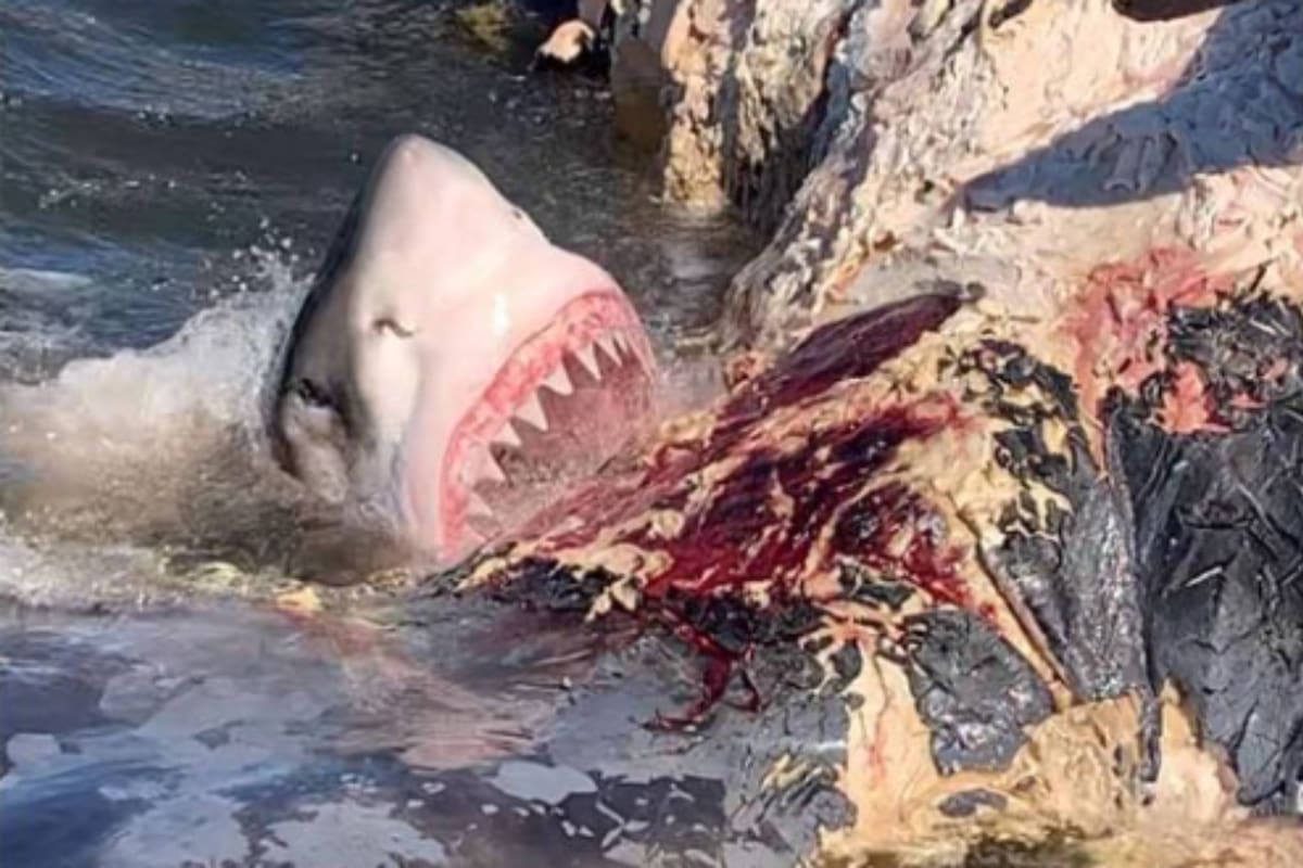 Durante más de tres horas, los tiburones blancos aparecieron como en un desfile para llevarse su tajada