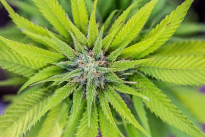 Durante siglos, la planta de cannabis fue cultivada por sus fibras textiles, sus semillas nutritivas y sus virtudes medicinales