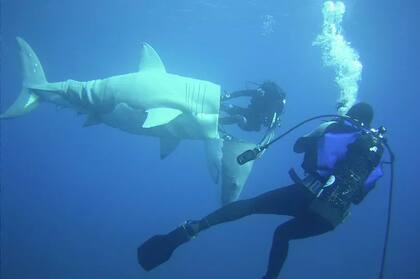 Durante su juventud, Fabién se obsesionó con los tiburones. Para estudiarlos de cerca, creó un traje con forma de tiburón que le permitía desplazarse por el mar
