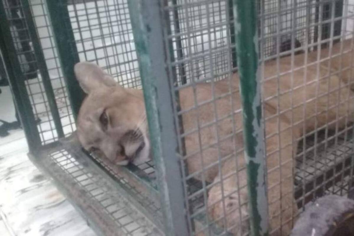 Durante todo un fin de semana, los habitantes del lugar permanecieron en alerta por el puma suelto
