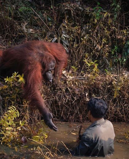 Durante tres minutos, el orangután se ofreció a ayudar a sacar al hombre del barro, pero éste simplemente ignoró la mano extendida y se alejó.