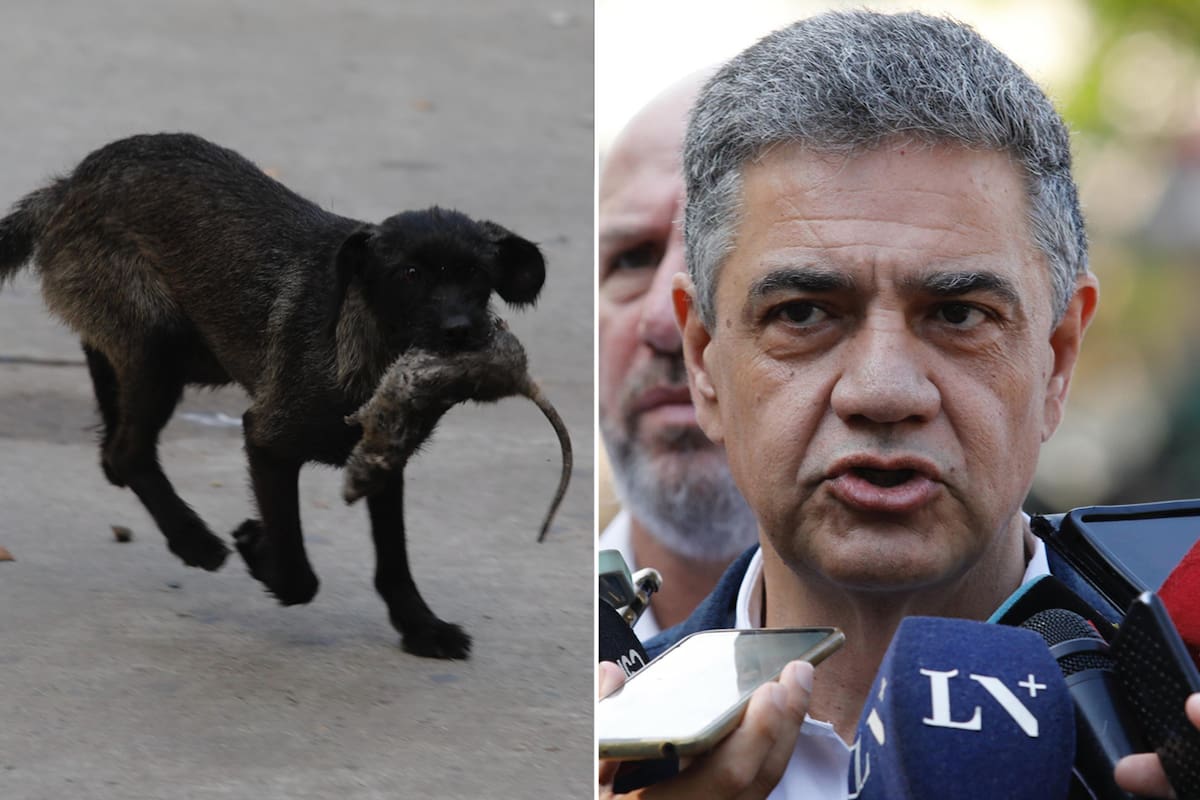 Durante una conferencia de prensa en el Barrio Padre Carlos Mugica (Barrio 31), el jefe de Gobierno porteño Jorge Macri fue interrumpido por una rata