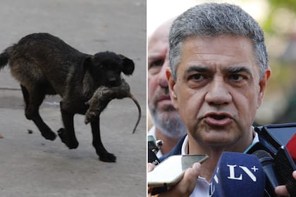 Durante una conferencia de prensa en el Barrio Padre Carlos Mugica (Barrio 31), el jefe de Gobierno porteño Jorge Macri fue interrumpido por una rata