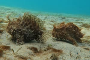 Durante una inmersión, una buceadora se sorprendió con la presencia de una pareja de peces “peludos” que “caminaban” por el fondo de un lago