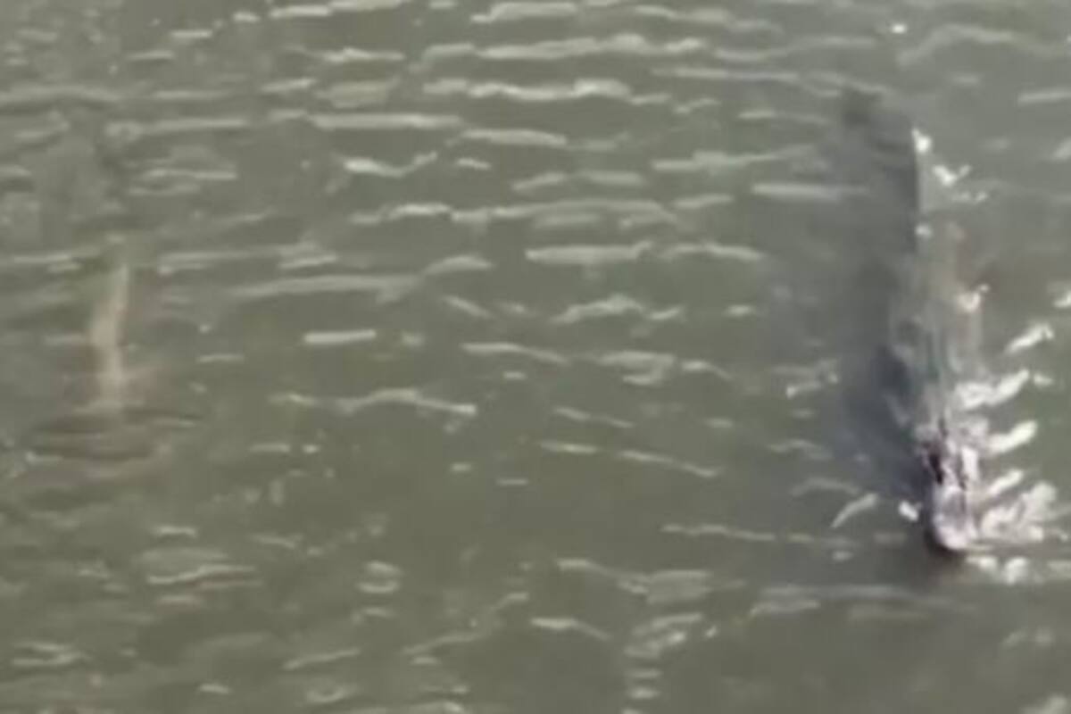 Durante varios metros un tiburón y un caimán nadaron juntos - Fuente: captura Facebook