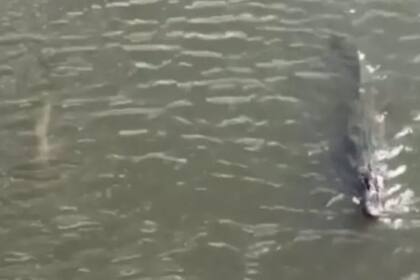 Durante varios metros un tiburón y un caimán nadaron juntos - Fuente: captura Facebook