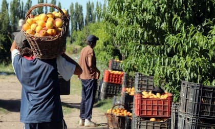 Durazno, otro producto con más inversiones en Mendoza