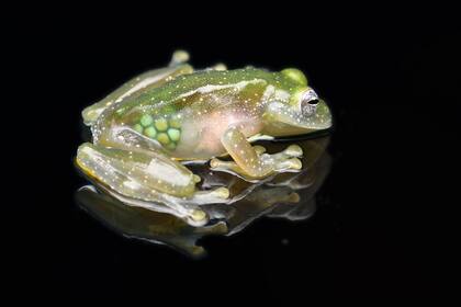 Dusty Glass Frog with eggs in belly black background