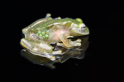 La rana de cristal es víctima del tráfico ilegal de especies