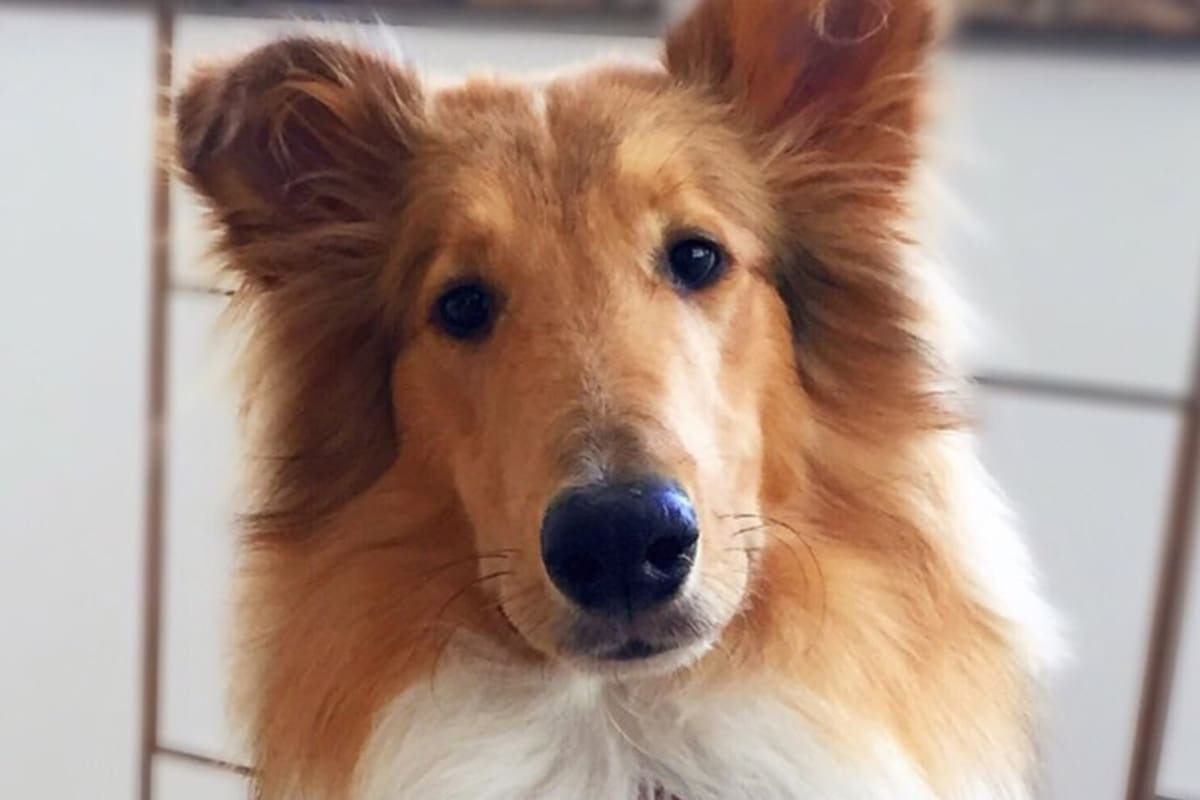 Dylan se define en su cuenta de Instagram como "un collie nacional y popular"