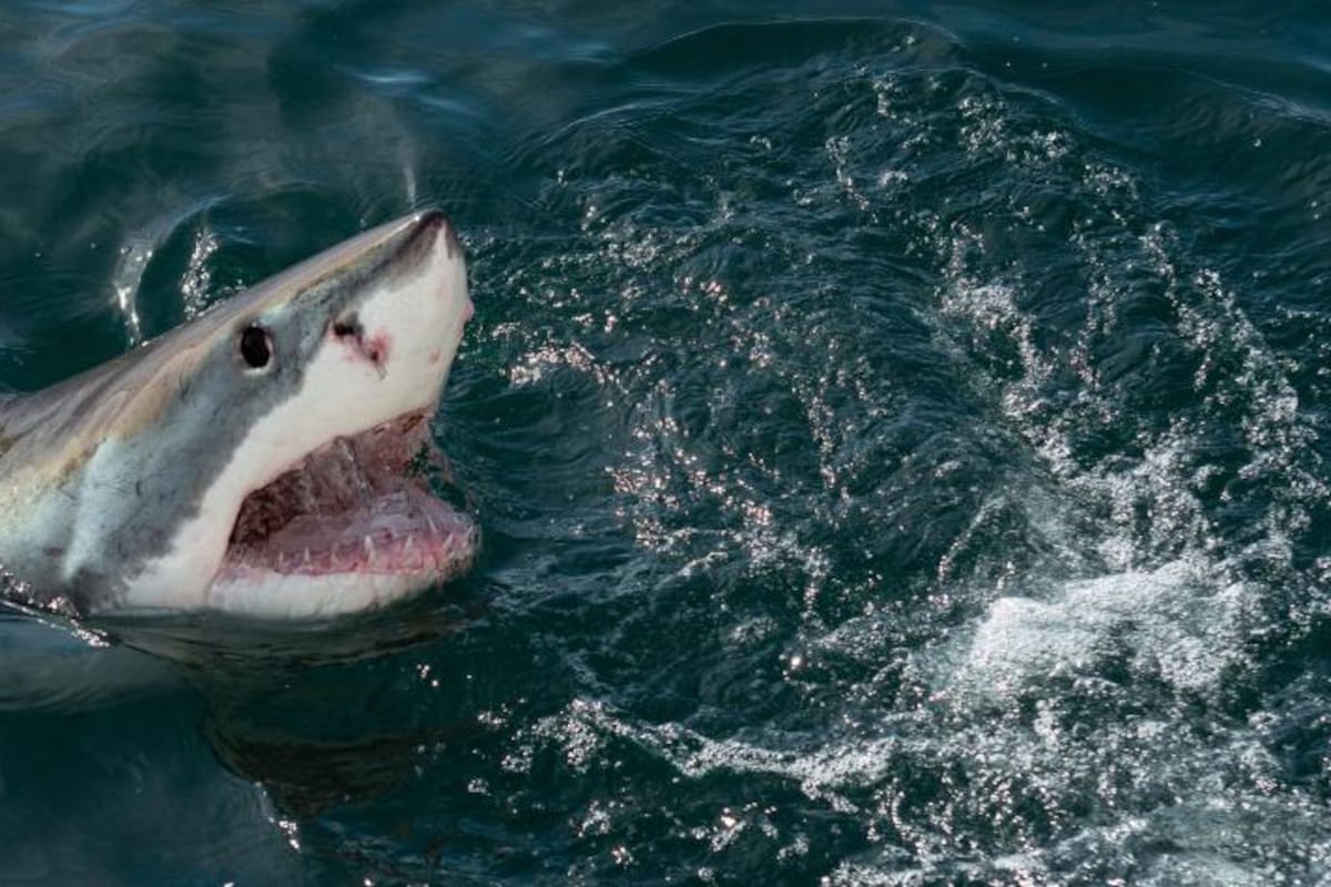 E video del tiburón no tardó en viralizarse