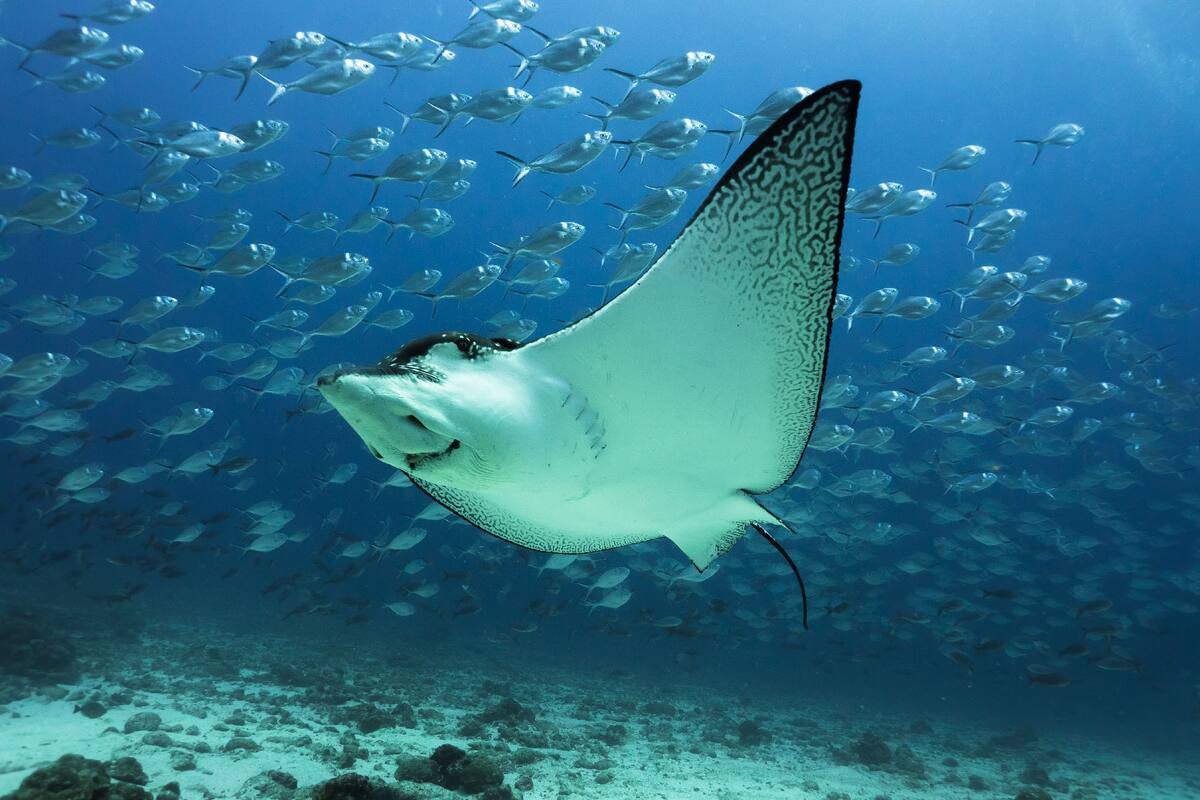 Eagle ray swimming near the ocean floor.