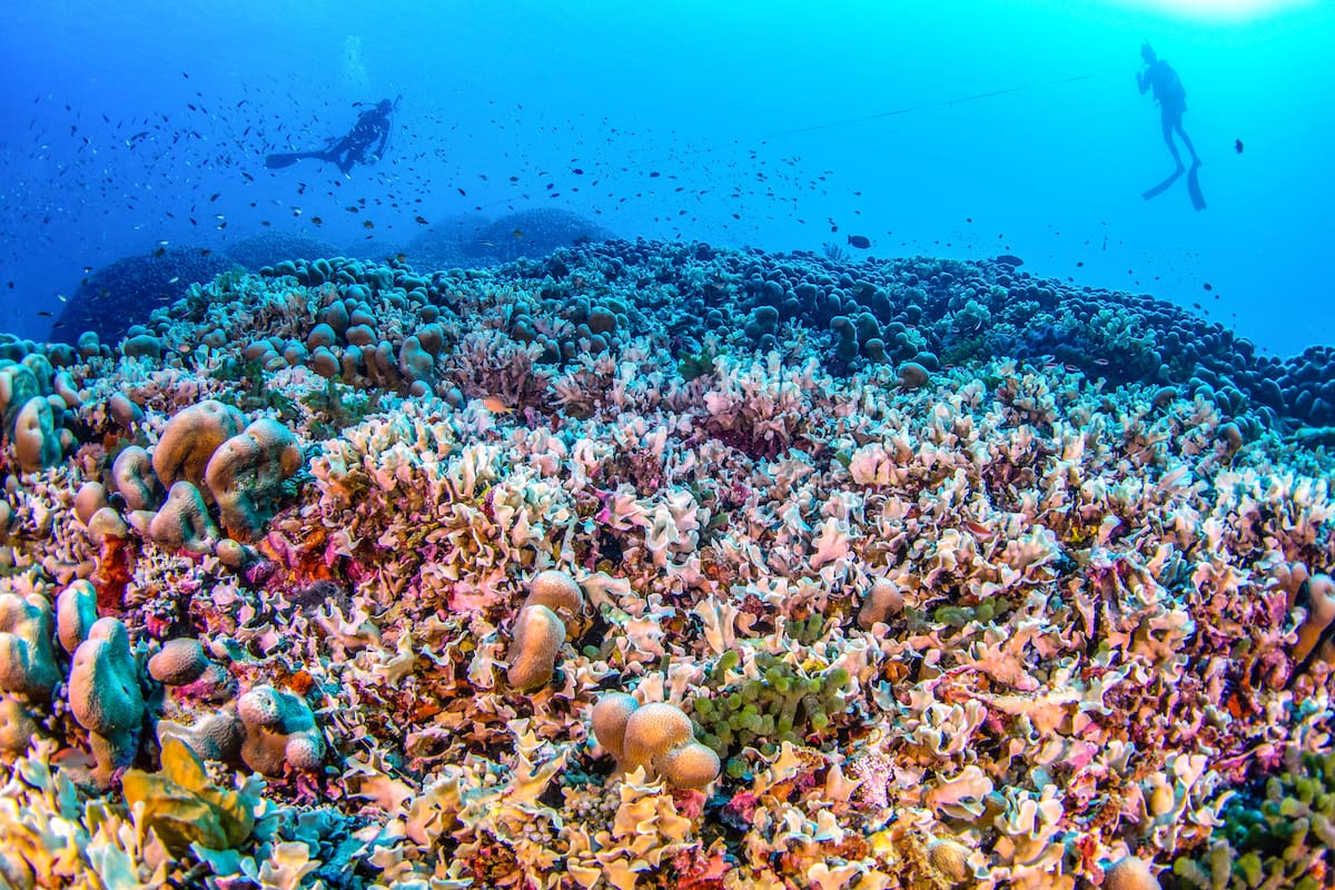 Earth is simmering in its hottest water temps on record, and that's bad for fish and us