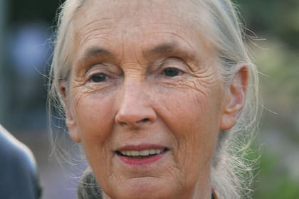 Jane Goodall.