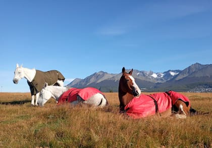 Echados descansando: Mora, Tordo y Wayra