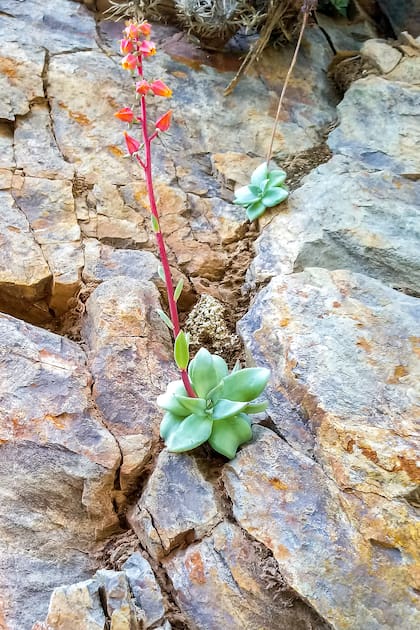 Echeveria argentinensis, nativa de la Quebrada de Humahuaca.