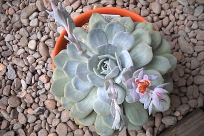 Echeveria Caly argentea, florecida. Se trata de un híbrido producido en nuestro país