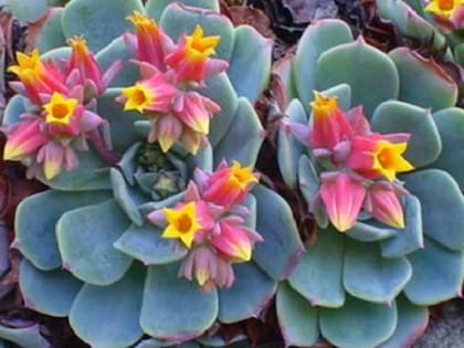 Echeveria elegans (Foto: Pinterest)