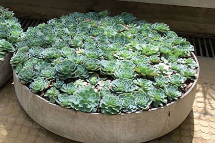 Echeveria secunda. Como las otras suculentas, se pueden multiplicar por semillas, gajos, hojas y tallos