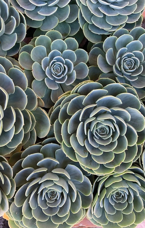 Echeveria secunda, una de las perlitas de este fascinante género de plantas suculentas.