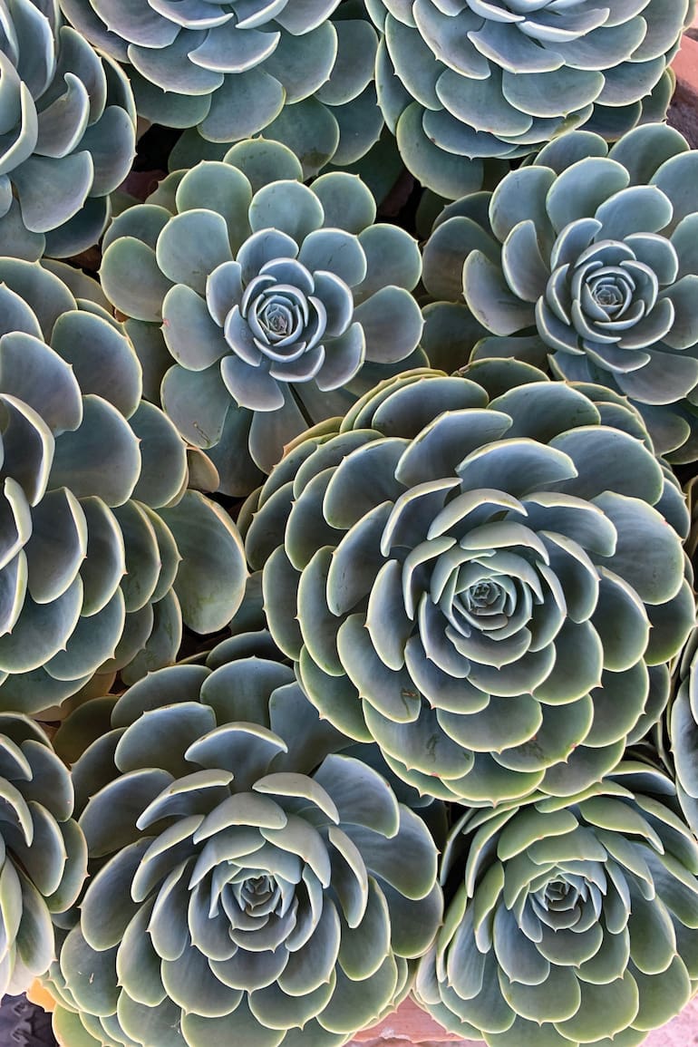 Echeveria secunda, una de las perlitas de este fascinante género de plantas suculentas.