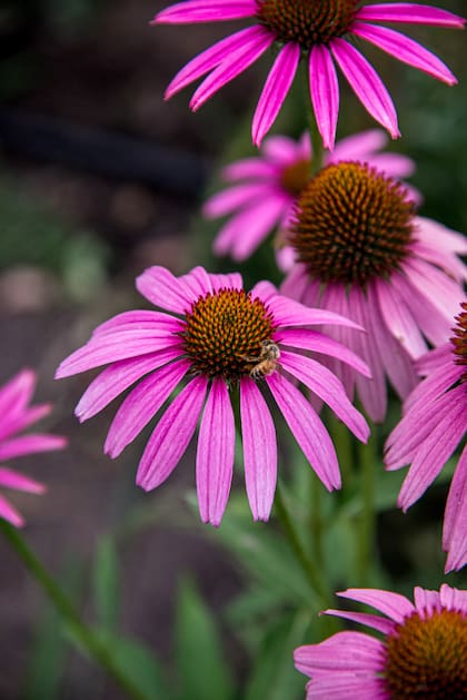Echinacea purpurea