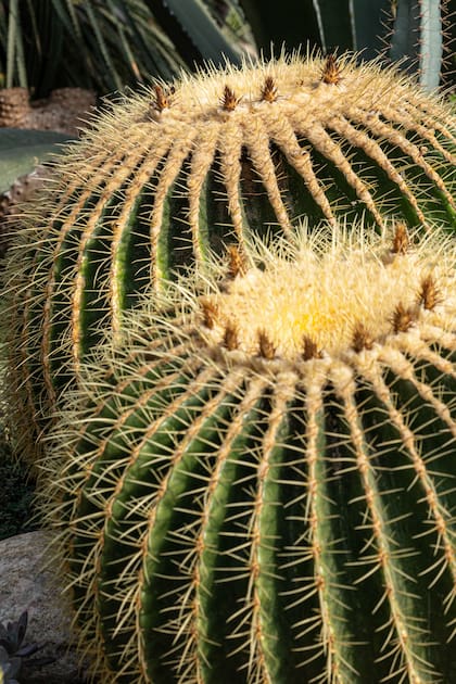 Echinocactus grusonii
