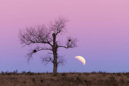 El eclipse lunar fue parcial, es decir, la sombra de la Tierra no llegó a cubrir completamente la superficie de la Luna. Como Fefo sabía que el eclipse sucedería bajo en el horizonte, un par de horas antes de que suceda viajó por la ruta buscando un árbol como primer plano para que acompañe a la lun