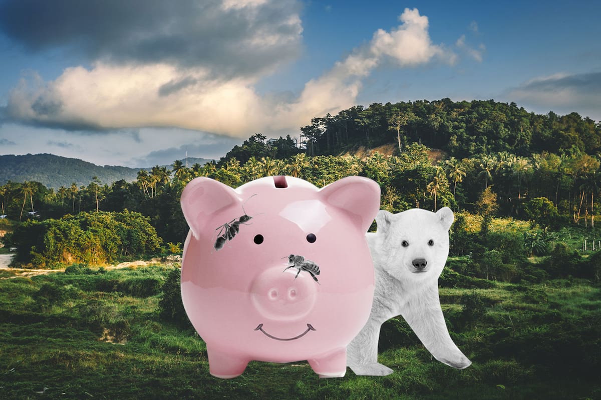 Economía silvestre: hiberná gastos y endulzá tus finanzas