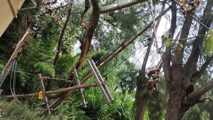 Edenor detalló las consecuencias que tuvo la tormenta con ráfagas de viento que en algunos casos superaron los 120 km/h en el área del Delta
