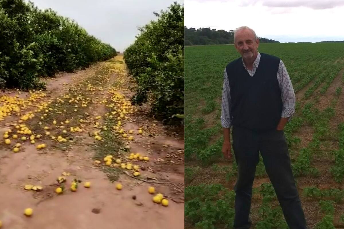 Edgardo Tanco explicó que tuvo que tirar la producción de 14 hectáreas de limones