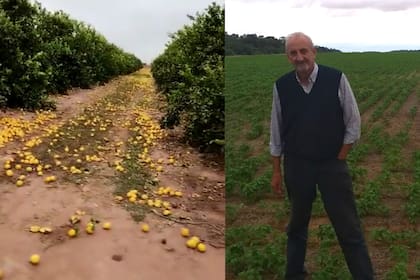 Edgardo Tanco explicó que tuvo que tirar la producción de 14 hectáreas de limones