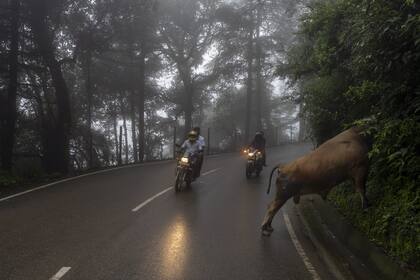 Edición fotográfica de Dante Cosenza