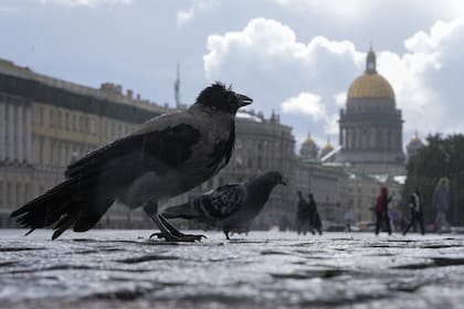 San Petersburgo, septiembre 2022.
Edición fotográfica de Dante Cosenza