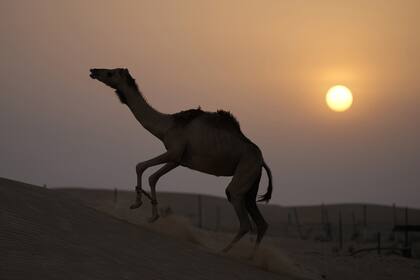 Edicion fotografica de Dante Cosenza