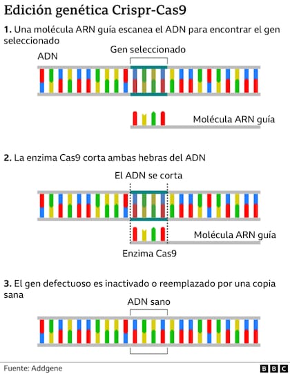 Edición genética Crispr-Cas9