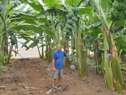 Eduardo León, el responsable de cultivar esta fruta en España