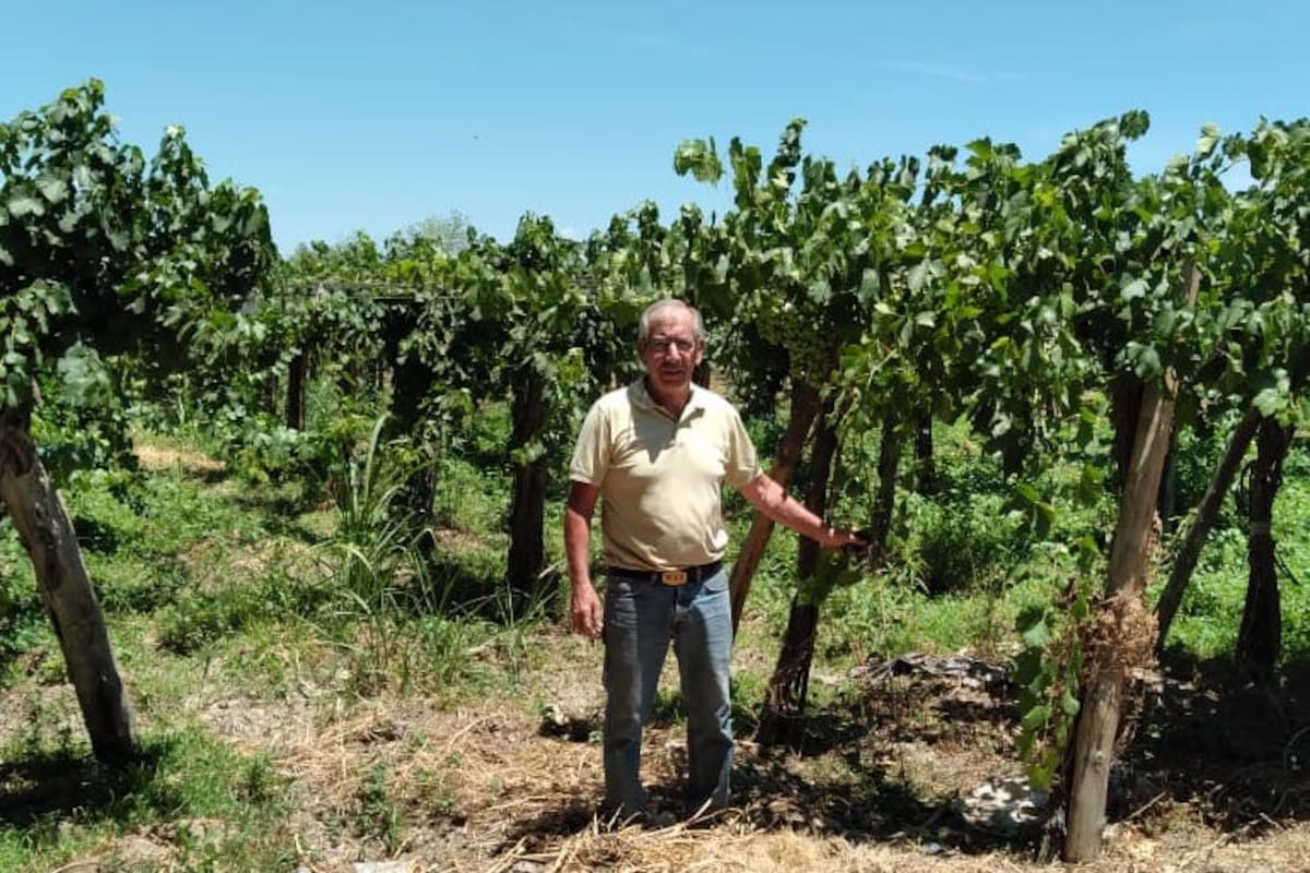 Eduardo Sanchez, productor vitivinícola en uno de sus parrales