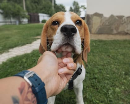 Educar a una mascota implica muchos factores