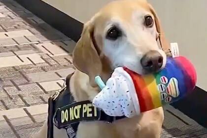 Eebbers, "el agente canino más lindo de la TSA" se retiró tras diez años de servicio