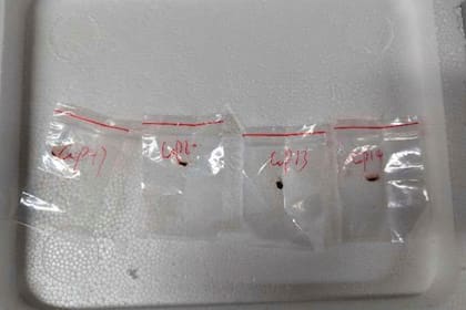 EEUU arresta a científica china por no tener permiso para enviar material biológico