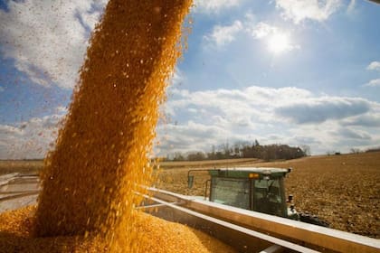 EE.UU. es el principal productor de maíz del mundo