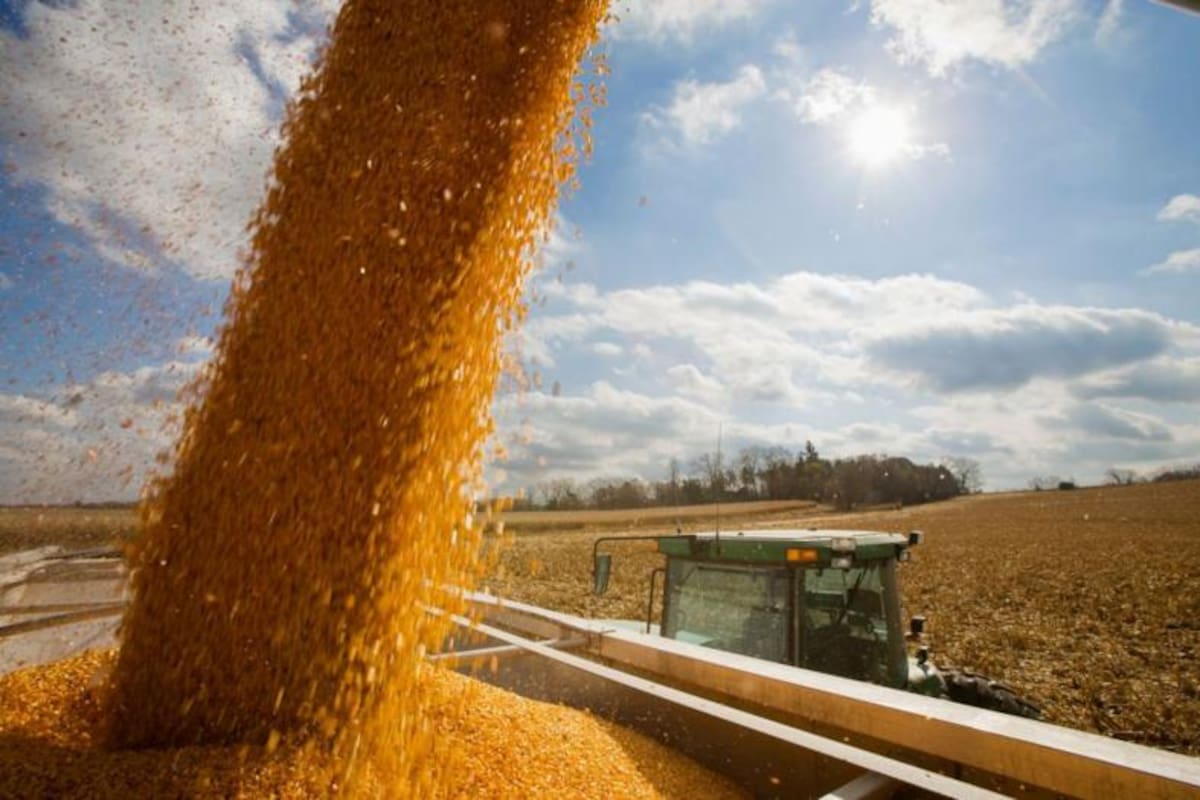 EE.UU. es el principal productor de maíz del mundo