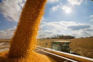 Granos: el maíz y el trigo de Chicago caen ante las buenas condiciones meteorológicas en EE.UU.