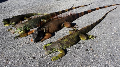 En EE.UU., por el frío, las iguanas se congelan y caen de los árboles en Florida