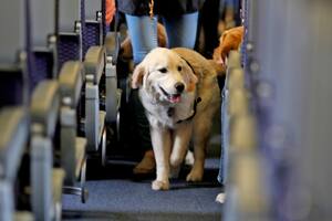 EE.UU.: solo perros entrenados podrán acompañar a sus dueños en aviones